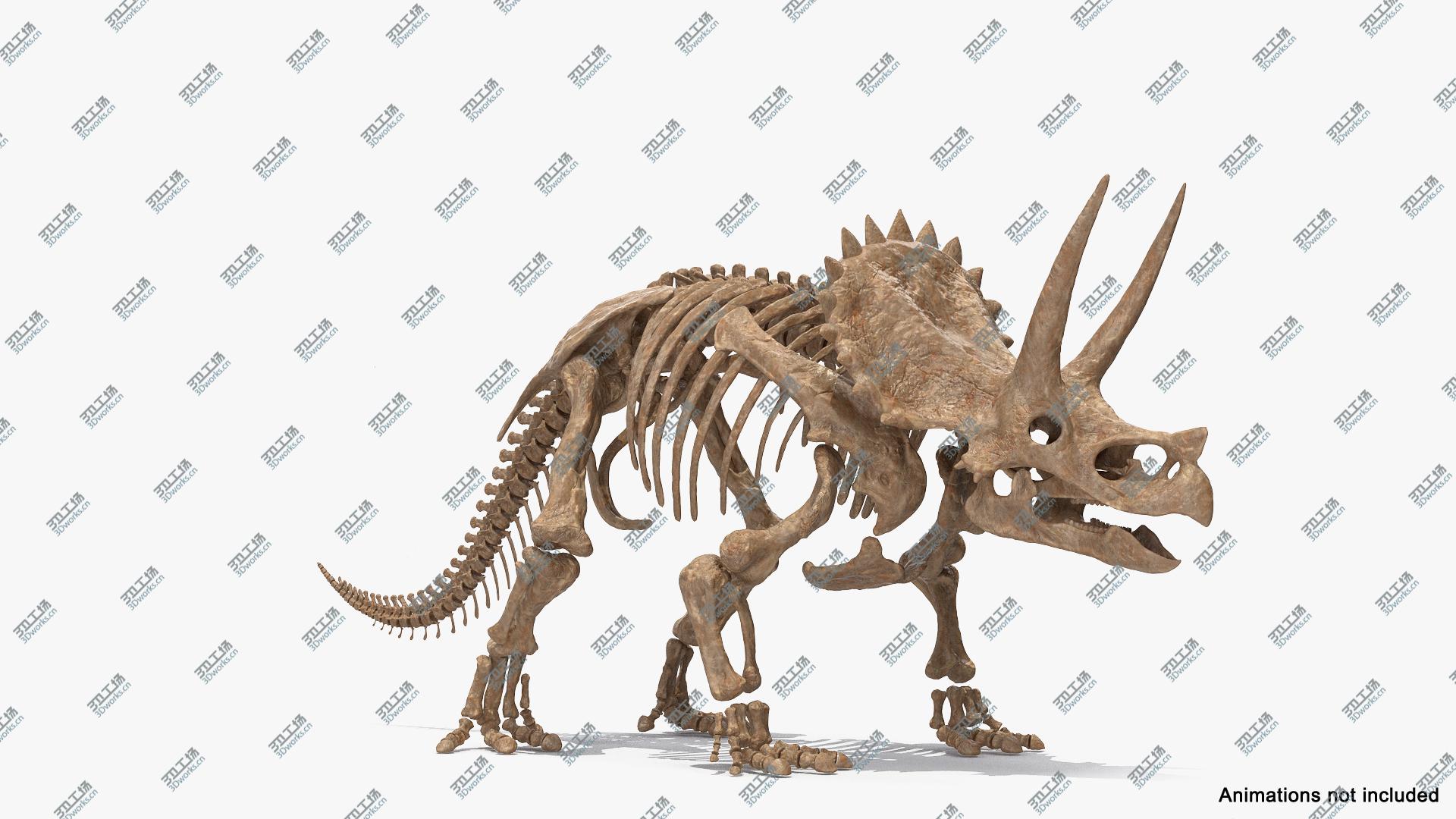 images/goods_img/202104093/3D Triceratops Skeleton Fossil Rigged/3.jpg